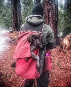Image of Puppy in The Back of The Extreme Cruiser Vest in The Forest